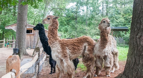 If You Want To See Alpacas Up Close And Personal, Head On Over To Winslow Farm Animal Sanctuary In Massachusetts
