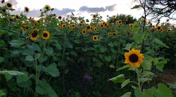 Spend A Sunny Summer Afternoon At Sunflower Ranch, A 1-Acre Sunflower Field In Big Lake, Minnesota
