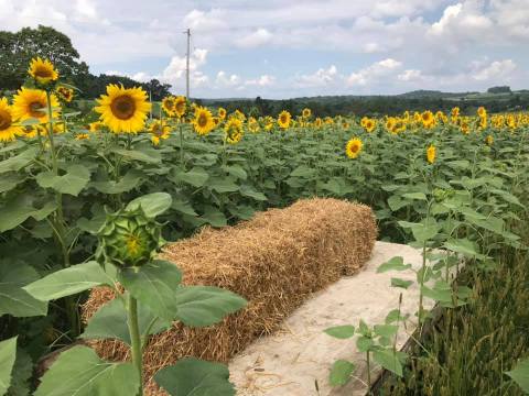 There’s A Sunflower Maze Near Pittsburgh That’s Just As Magnificent As It Sounds