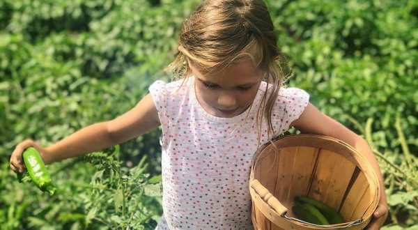 Create Lasting Family Memories With A Day Trip To Big Jim Farms, An Organic U-Pick Chile Farm In New Mexico