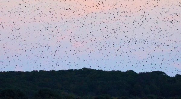 Watch A Half Million Birds Fly Over The Connecticut River During The Annual Summertime Show Of Swallows