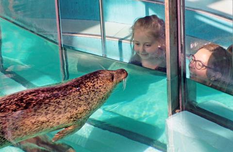 Get An Up-Close View Of Seals And Sea Turtles At The Maritime Aquarium In Connecticut