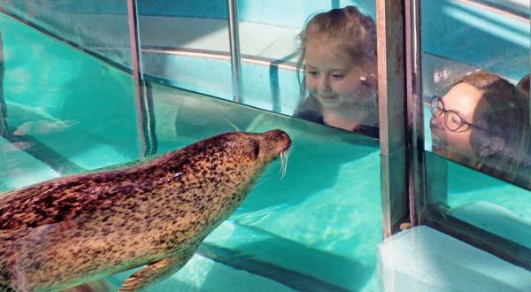Get An Up-Close View Of Seals And Sea Turtles At The Maritime Aquarium In Connecticut