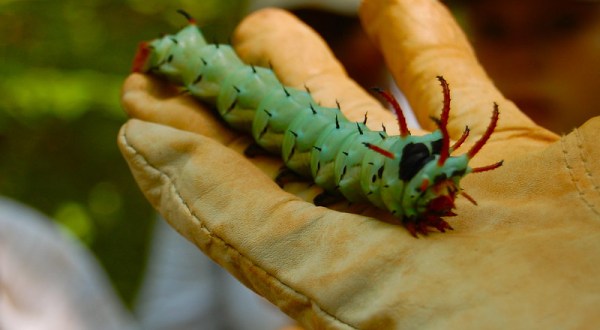 Meet The Hickory Horned Devil, The Monstrously Massive Caterpillar That Thrives In West Virginia