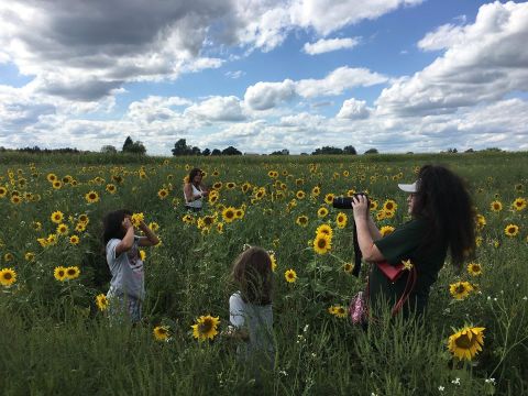 Get Lost Among The Sunflower Fields When You Visit The Country Mill In Michigan