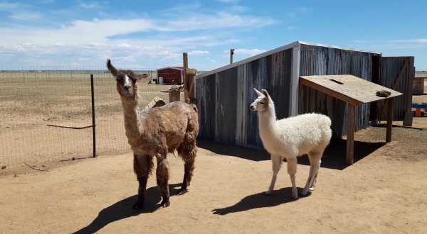 Social Distance And Pet Adorable Animals At The GingerSnap Rescue Ranch In Colorado