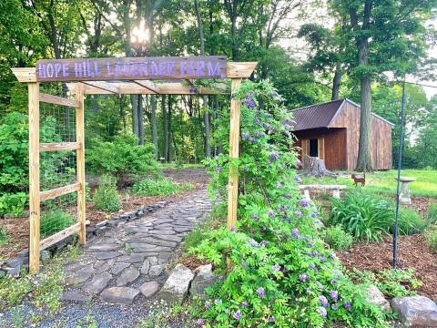 Get Completely Lost In Hope Hill Lavender Farm, A Beautiful 33-Acre Lavender Farm In Pennsylvania