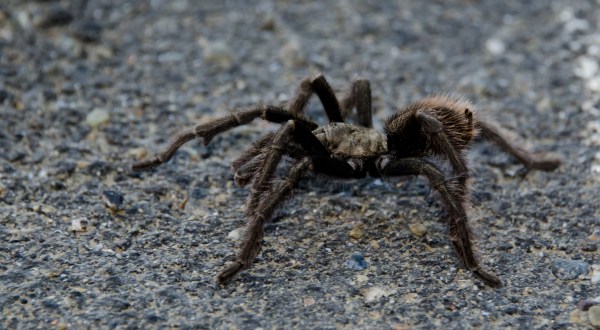 They’re Back! Thousands Of Tarantulas Can Once Again Be Seen Crossing The Streets Of La Junta In Colorado
