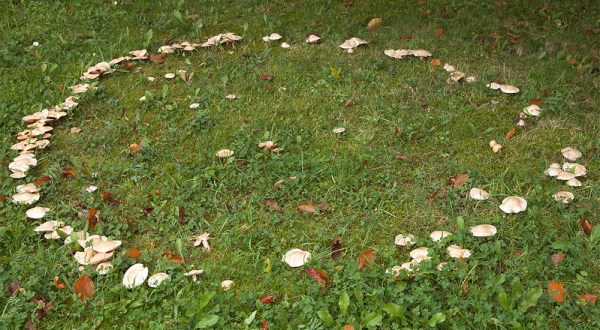 Fairy Rings Are Popping Up In Lawns All Across West Virginia, And Here’s Why