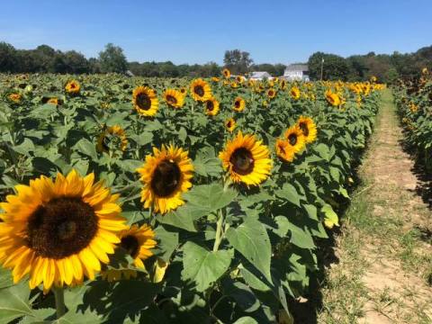 Surround Yourself With Sunflowers At Dalton Farms In New Jersey