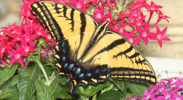 Few People Know That The Two-Tailed Swallowtail Is The Official Insect Of The Grand Canyon State And Here’s What You Should Know