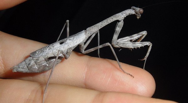 Few People Know The Carolina Mantid Is The Official Insect Of The Palmetto State And Here’s What You Should Know