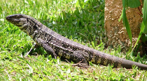 The First Sighting Of A Tegu Lizard Measuring More Than 2.5 Feet Has Just Been Reported In South Carolina