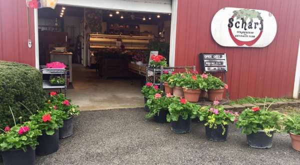 There’s So Much Fresh Produce At Scharf Farm In Illinois, It’s Like A Mini Farmers Market Year-Round