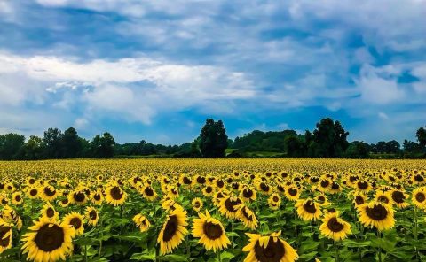 The Endless Fields Of Sunflowers At Frederick Farms In New York Are An Unforgettable Sight