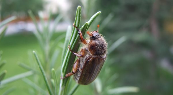 Watch Out For The Lawn-Eating Beetle That Was Just Found In Minnesota For The First Time