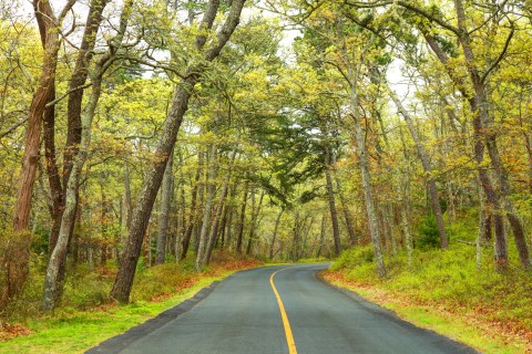 With Over 400 Campsites, Nickerson State Park Is A Massive Nature Escape In Massachusetts