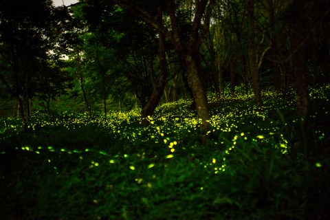 Fireflies Are On The Rise In New Jersey - Here's Why
