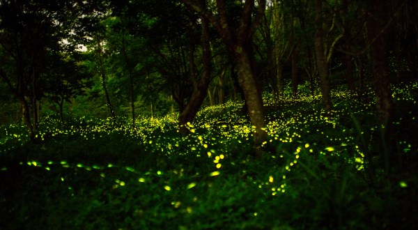 Fireflies Are On The Rise In New Jersey – Here’s Why