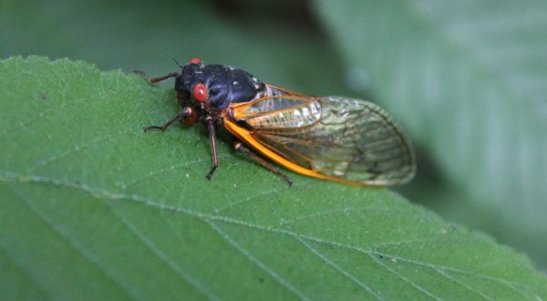 West Virginia’s Newly Observed Zombie Cicadas Are Literally Losing Their Minds