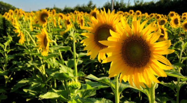 Badger Creek Is Home To An Enormous And Inviting Sunflower Field In Iowa