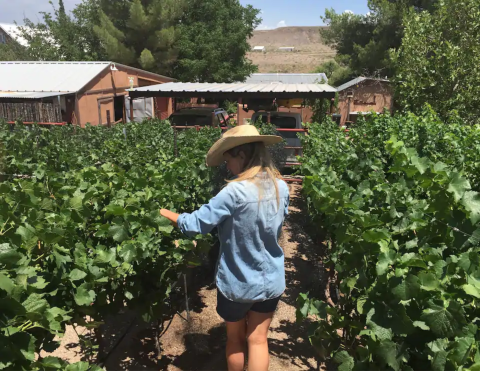 Sneak Away To This Quiet Bed & Breakfast Inn On A Remote Winery In New Mexico