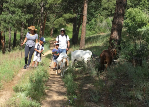 Go Hiking With Goats At The Arkansas Mountain Mining Trail In Colorado For A Unique Adventure