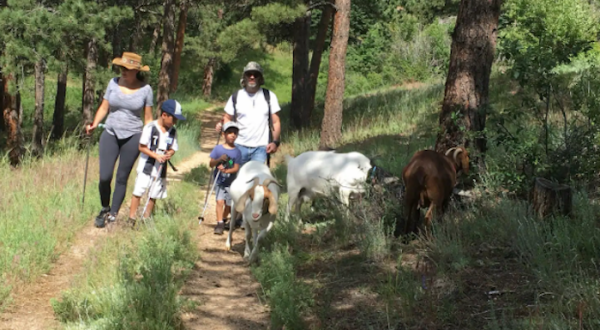 Go Hiking With Goats At The Arkansas Mountain Mining Trail In Colorado For A Unique Adventure