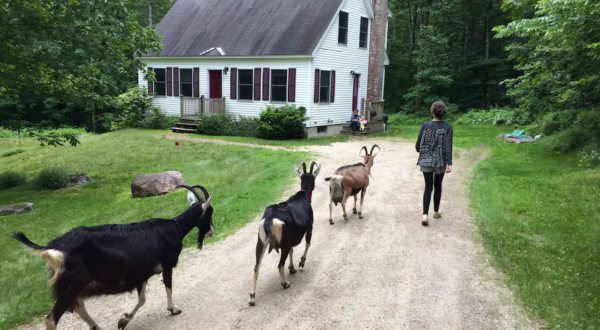 Hang Out With Adorable Goats And Connect With Nature At This Maine Farm Getaway