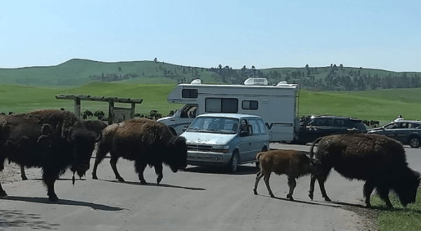 Enjoy Countless Wildlife From The Comfort Of Your Own Car Along The 18-Mile Wildlife Loop State Scenic Byway In South Dakota