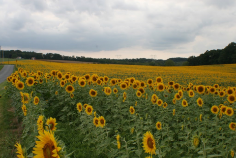 Surround Yourself With Sunflowers During The Sunflower Spectacular At DeBuck’s Farm In Michigan
