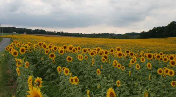 Surround Yourself With Sunflowers During The Sunflower Spectacular At DeBuck’s Farm In Michigan