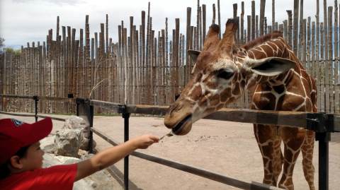 New Mexico's Most Renowned Zoo, ABQ BioPark, Finally Reopened And We Can't Wait To Visit