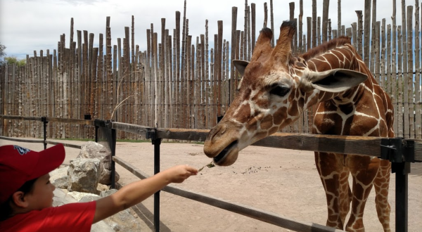 New Mexico’s Most Renowned Zoo, ABQ BioPark, Finally Reopened And We Can’t Wait To Visit