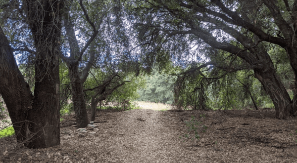 You’ll Forget You’re In Southern California On Wildwood Canyon Trail, An Easy Hike That Leads Through An Enchanted Forest