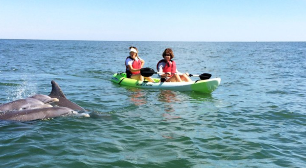 Paddle Alongside Wild Dolphins On This One-Of-A-Kind Eco Tour In Virginia