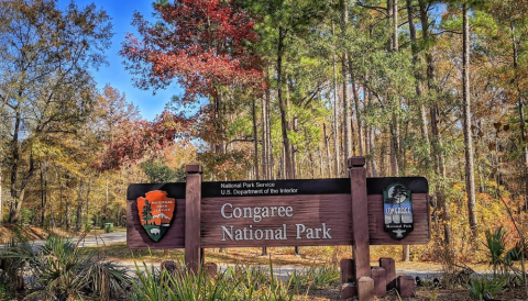 One Of South Carolina's Most Incredible Natural Wonders, Congaree National Park, Holds 15 World Records