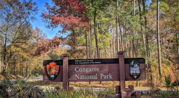 One Of South Carolina’s Most Incredible Natural Wonders, Congaree National Park, Holds 15 World Records