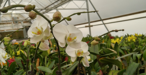 Visit The Stunning Owen's Orchids, The Oldest & Most Prestigious Orchid Farm In North Carolina