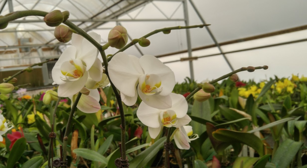 Visit The Stunning Owen’s Orchids, The Oldest & Most Prestigious Orchid Farm In North Carolina