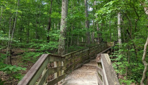 Hemlock Bluffs Nature Preserve In North Carolina Is So Hidden Most Locals Don't Even Know About It