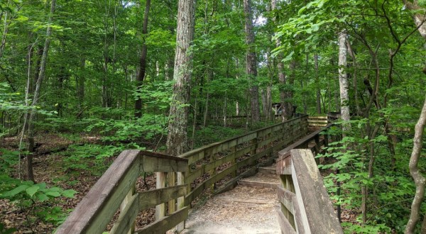 Hemlock Bluffs Nature Preserve In North Carolina Is So Hidden Most Locals Don’t Even Know About It