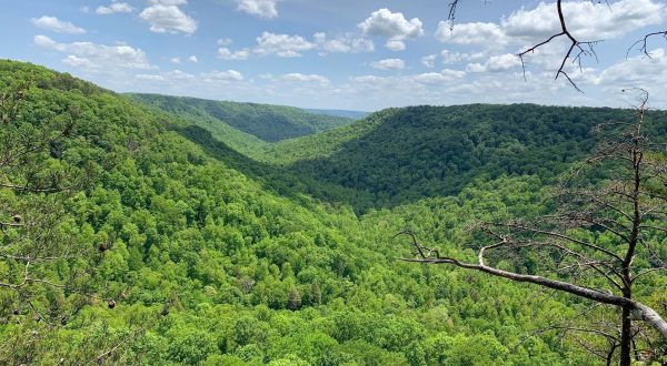 Fiery Gizzard Trail Is A Challenging Hike In Tennessee That Will Make Your Stomach Drop