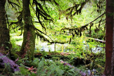 You'll Forget You're In Washington On The Hall Of Mosses Trail, An Easy Hike That Leads Through A Temperate Rainforest