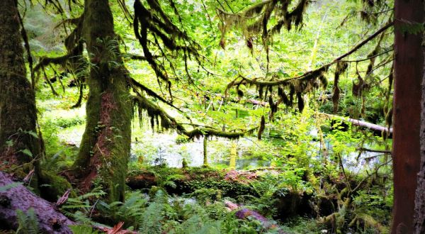 You’ll Forget You’re In Washington On The Hall Of Mosses Trail, An Easy Hike That Leads Through A Temperate Rainforest