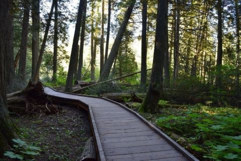 Trail Of The Cedars Is The Enchanting Boardwalk Hike Every Montanan Should Experience