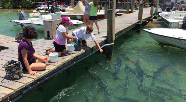 Hungry Tarpon Restaurant In Florida Lets You Feed Tarpons Right From The Deck