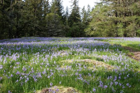 Home To The Gorgeous Camas Lily, Lacamas Park Is A True Hidden Gem In Washington