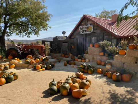 Mark Your Fall Calendar For The Pumpkin Fest At Mortimer Farms In Arizona