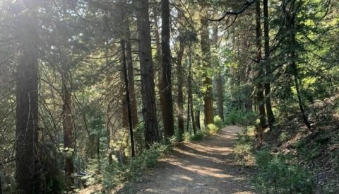 The Enchanting Forest Trail In Southern California, Dogwood Campground Loop, That Will Keep You Nice And Cool On A Hot Summer Day